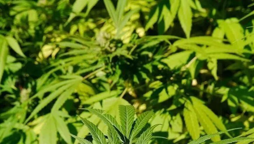 澳门六开彩开奖结果资料查询2025开奖记录历史,郭树清谈年轻人不愿意交个人养老金,国产化作答解释落实_尊享版V3.48